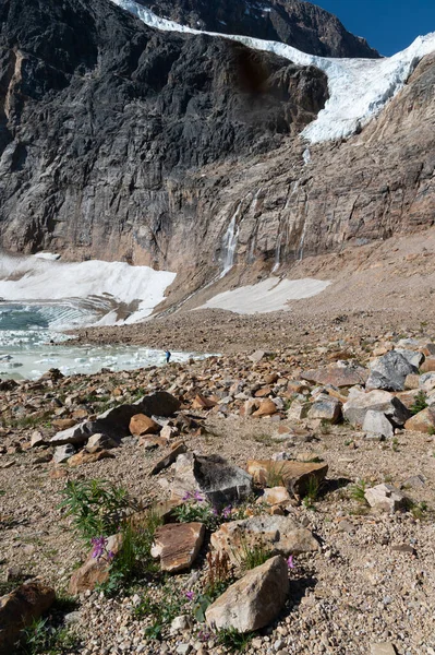 加拿大贾斯珀国家公园伊迪斯卡维尔山下的悬崖上悬挂着天使冰川 — 图库照片
