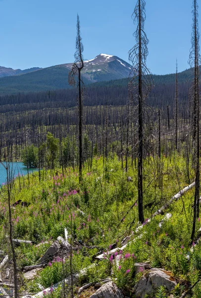 Πρόσφατα Καμένα Δάση Στη Λίμνη Medicine Στο Jasper National Park — Φωτογραφία Αρχείου