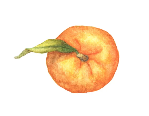 Orangenfrucht Mit Blättern Auf Weißem Hintergrund Draufsicht Aquarell Illustration Von — Stockfoto