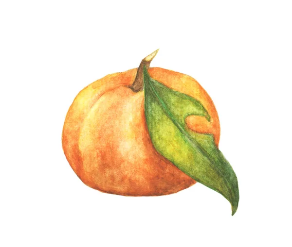 Fruta Laranja Com Folhas Isoladas Sobre Fundo Branco Aquarela Ilustração — Fotografia de Stock