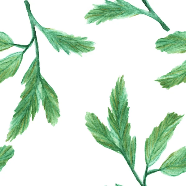 Yeşilçam Dalları Beyaz Arka Plan Üzerinde Yaprakları Ile Dikişsiz Desen — Stok fotoğraf