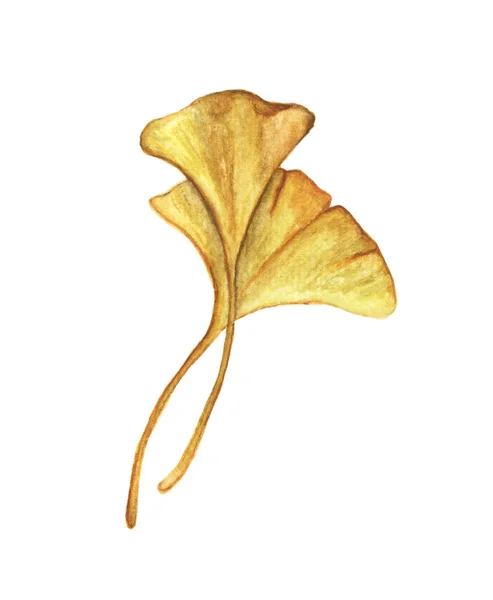 Жовте Листя Гінкго Ізольовано Білому Тлі Осіння Ботанічна Акварельна Ілюстрація — стокове фото