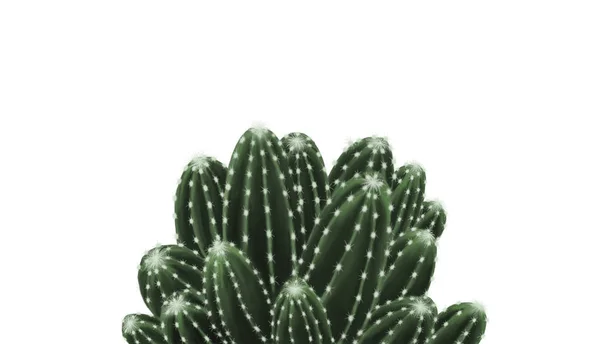 Cactus Isolato Sfondo Bianco Illustrazione Dipinta Mano — Foto Stock