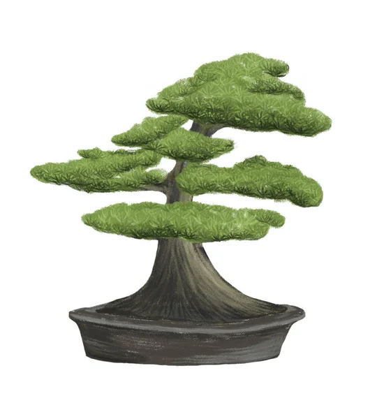 Bonsai Árvore Vaso Isolado Fundo Branco Desenho Ilustração Mão — Fotografia de Stock
