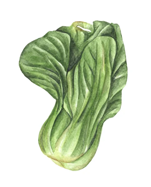 Aquarell Handgezeichnet Bok Choy Isoliert Auf Weißem Hintergrund Chinesischer Kohl — Stockfoto