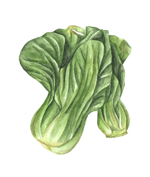 Håndtegnet Bok Choy Isolert Hvit Bakgrunn Kinakål Illustrasjon Grønnsaker – stockfoto