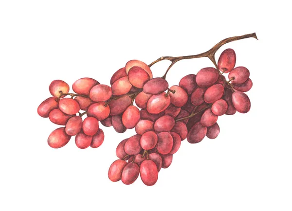 Banda Czerwonych Winogron Odizolowanych Białym Tle Ręcznie Rysowane Ilustracja Akwarela — Zdjęcie stockowe