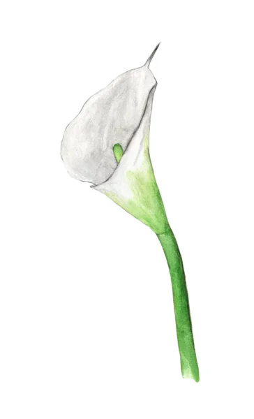 Akwarela Ręcznie Malowane Calla Kwiat Lilii Białym Tle Kwiat Dla — Zdjęcie stockowe