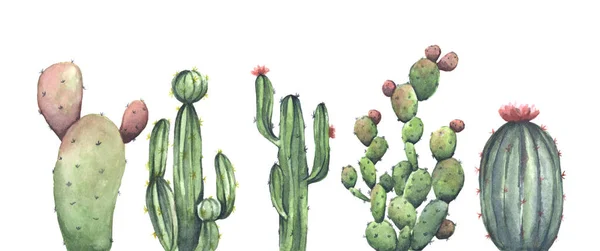 Håndmalet Akvarel Sæt Kaktus Isoleret Hvid Baggrund Blomst Illustration Til - Stock-foto