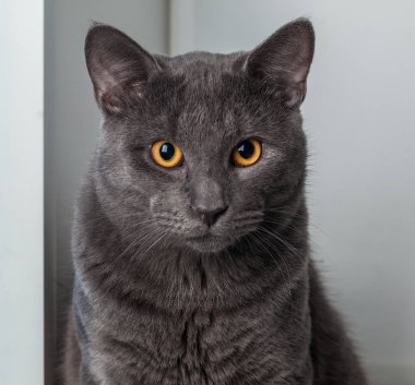 Gözleri açık karamel renk ile lüks iç kedi gri çelik renk