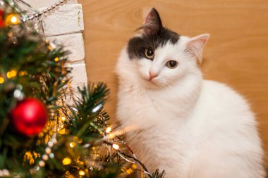 Noel ağacının yanındaki nazik bir bakışla siyah ve beyaz renk pofuduk kedi