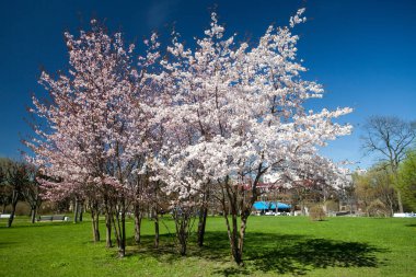 Sakura mavi gökyüzü