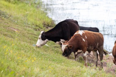 İnek otlatmak ve nehir kenarında yemek çimen