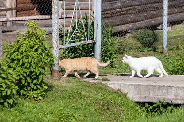 Red cat and white cat go to a country house through a stone bridge in summer