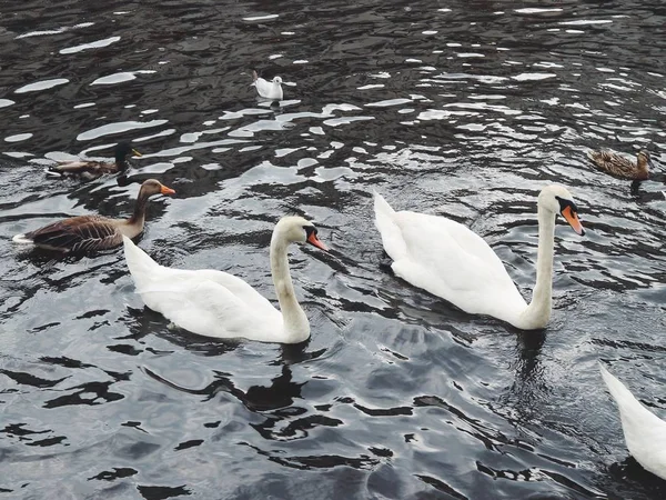 beautiful swans in dark lake water