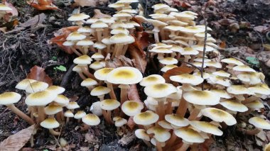 Ağaç Mantarlari. Ağaç Mantarları