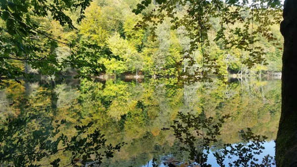 Golde Agaclarin Yansimasi Reflet Des Arbres Dans Lac — Photo