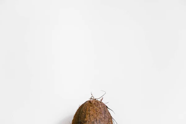 Whole Coconut White Background Flat Lat Top View Copy Space Stock Photo
