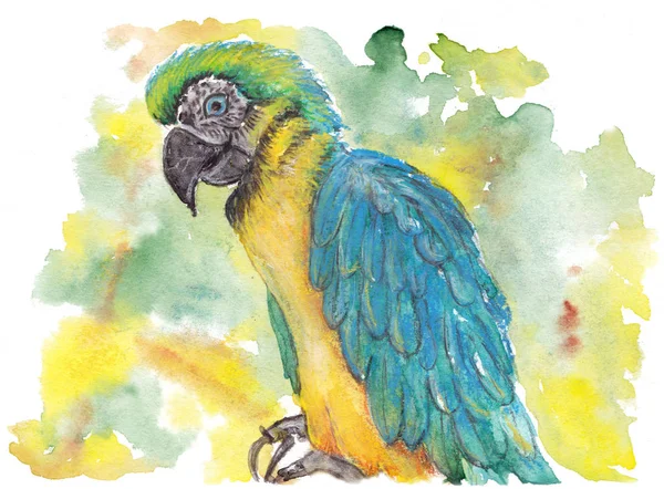 Барвистий Папуга Гілці Пастельні — стокове фото