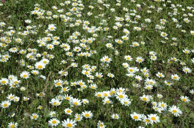 papatya alan çiçekler kelebekler bitkiler çim