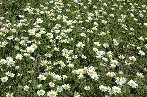 papatya alan çiçekler kelebekler bitkiler çim
