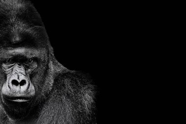 Portrait of a Gorilla. gorilla on black background, severe silverback clipart