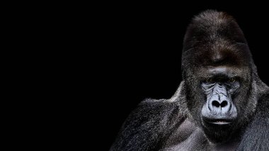 Bir goril portresi. siyah arka planda, şiddetli gümüş sırtlı goril