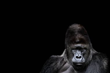 Bir goril portresi. siyah arka planda, şiddetli gümüş sırtlı goril