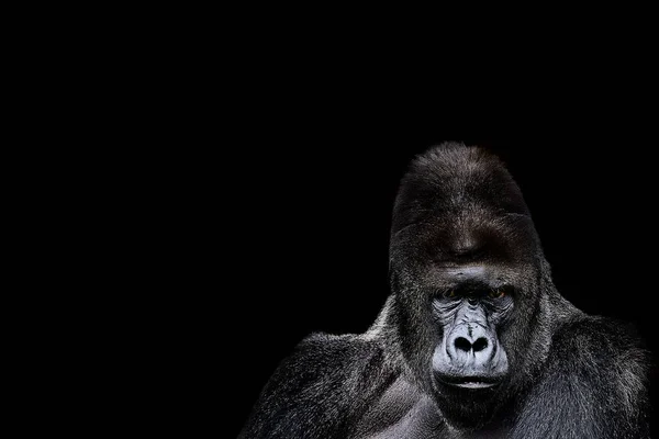 Bir Goril Portresi Siyah Arka Planda Şiddetli Gümüş Sırtlı Goril — Stok fotoğraf