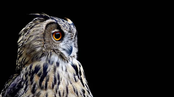 Portret Van Een Uil Een Zwarte Achtergrond — Stockfoto