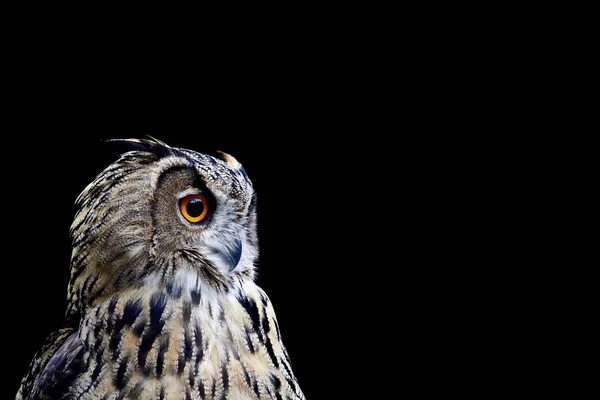 Portrait Owl Black Background — Stock Photo, Image