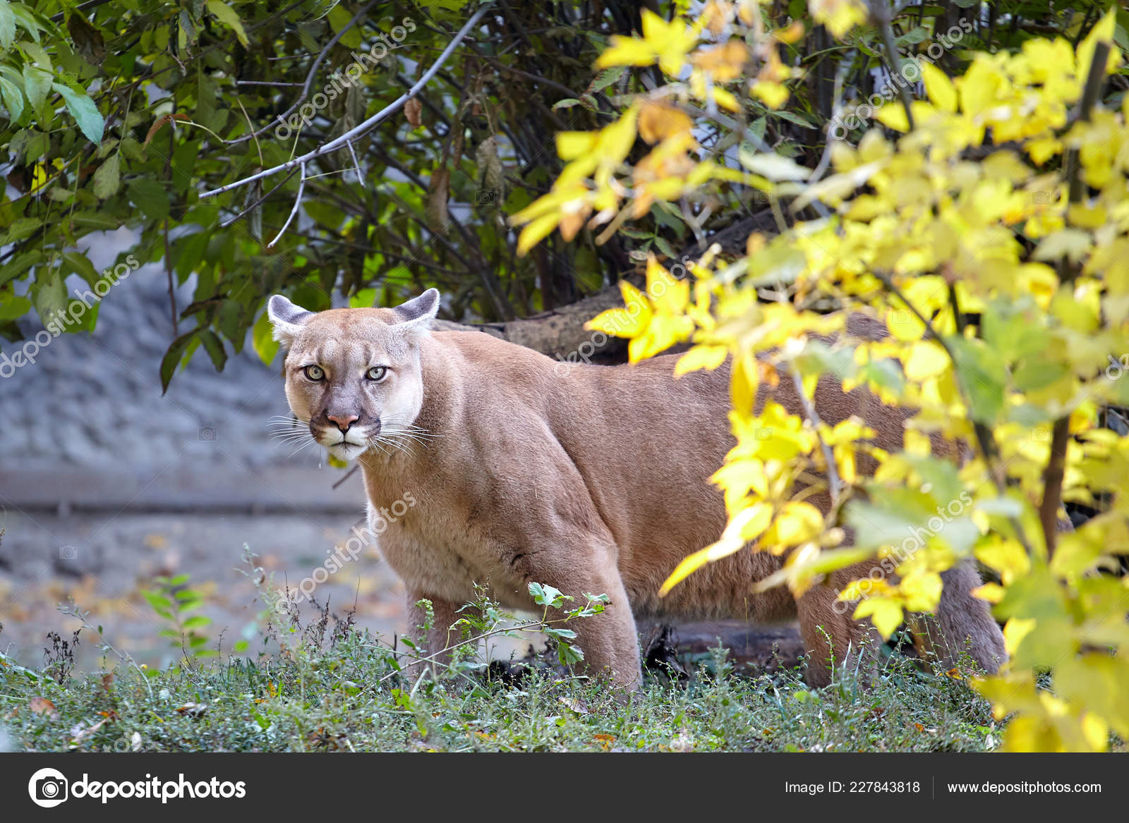 Beautiful Cougar Pics