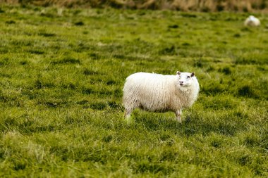 Mera üzerinde İzlanda koyun