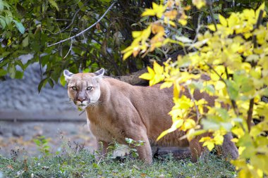 Güzel Puma portresi. Cougar, dağ aslanı, puma, panter, çarpıcı poz, ormanda, yaban hayatı Amerika sahne