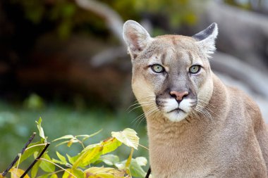 Güzel Puma portresi. Cougar, dağ aslanı, puma, panter, çarpıcı poz, ormanda, yaban hayatı Amerika sahne