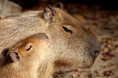 Bir yavru portre ile Capibara