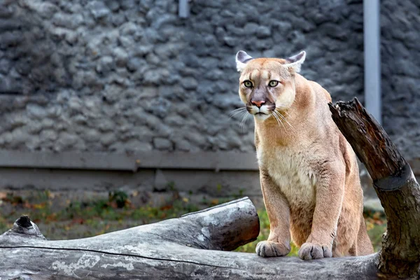 Retrato Belo Puma Cougar Leão Montanha Puma Pantera Pose Impressionante — Fotografia de Stock