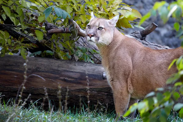 Portret Pięknej Puma Puma Mountain Lion Puma Panther Uderzające Pozie — Zdjęcie stockowe