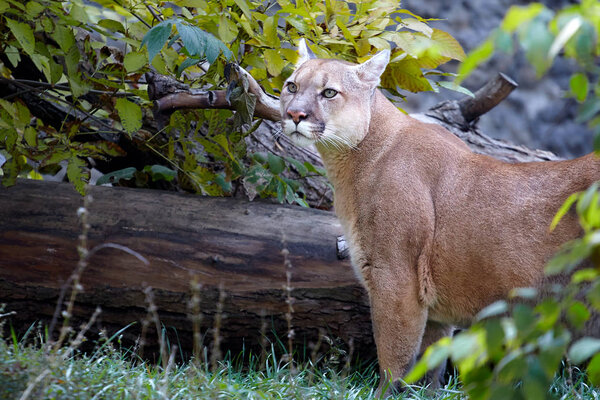 Portrait of Beautiful Puma. Cougar, mountain lion, puma, panther, striking pose, scene in the woods, wildlife America