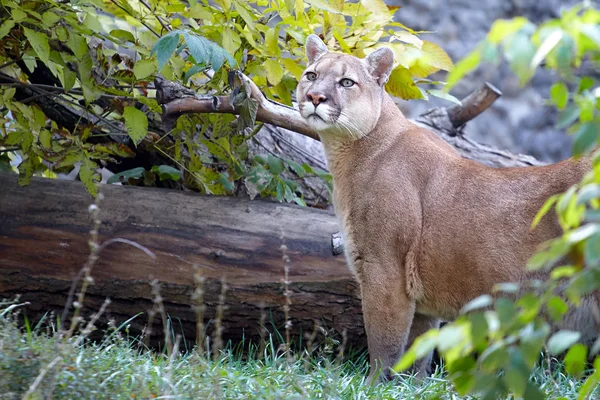 Porträtt Vackra Puma Puma Puma Puma Panther Slående Pose Scen — Stockfoto