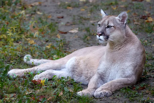 Portret Van Mooie Puma Cougar Poema Puma Panther Opvallende Pose — Stockfoto