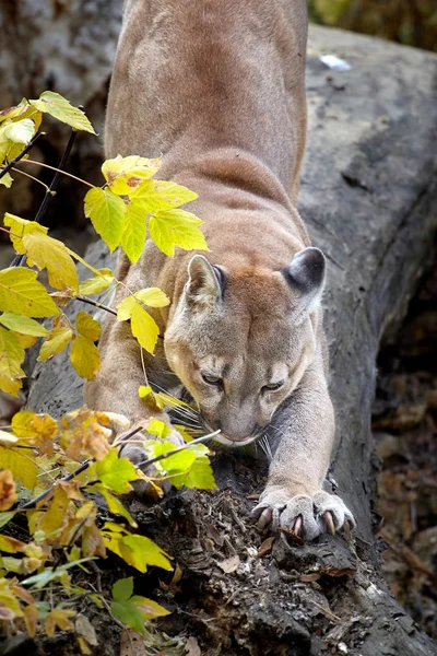 Güzel Puma Portresi Cougar Dağ Aslanı Puma Panter Çarpıcı Poz — Stok fotoğraf