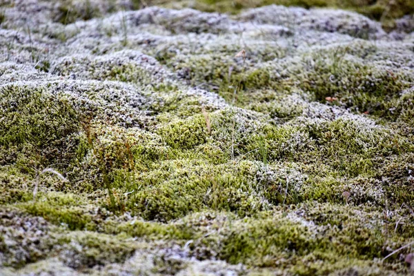 northern moss from the lava fields of Iceland