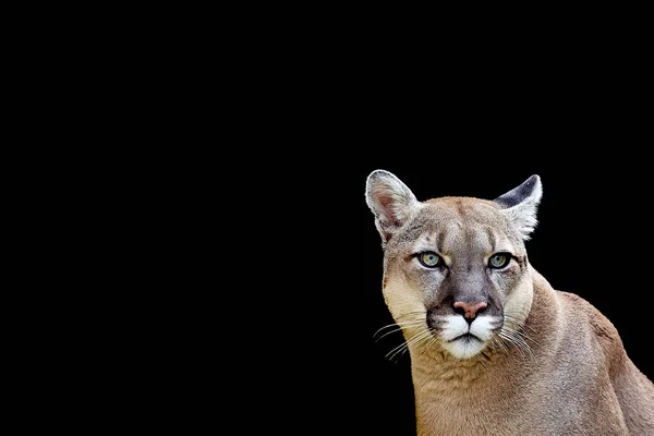 Portrét Severní Americe Puma Černém Pozadí — Stock fotografie