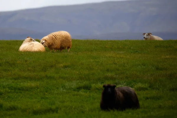 Icelandic Sheep Grazing Fields Portrait — Stock Photo, Image