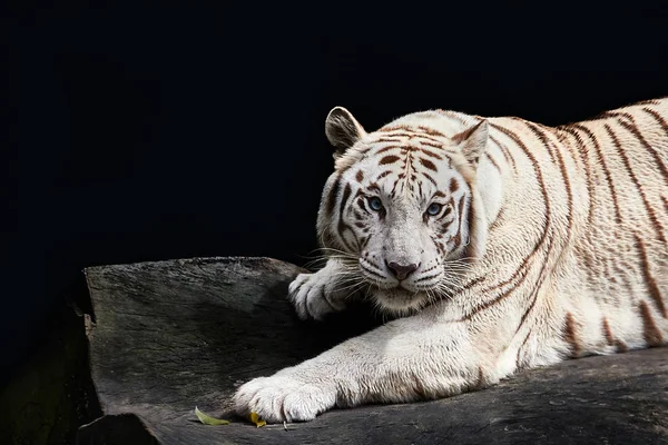 Kraftfull Vit Tiger Med Blå Ögon Vilar Klippan — Stockfoto