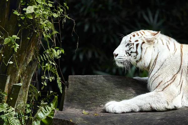 Kraftfull Vit Tiger Med Blå Ögon Vilar Klippan — Stockfoto