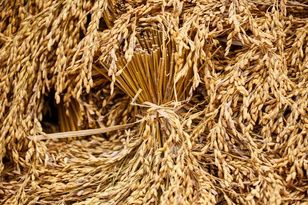 Bundles of dried rice collected on the field