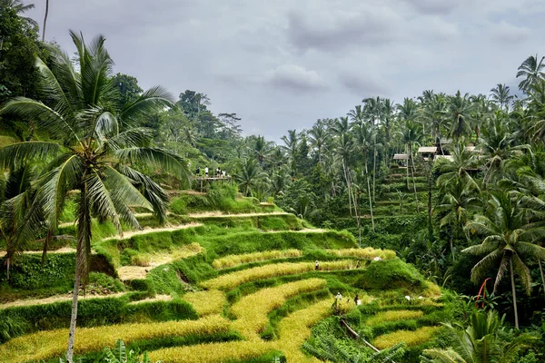 Rice Terraces Tegallalang Protected Unesco Ubud Bali Indonesia — Stock Photo, Image