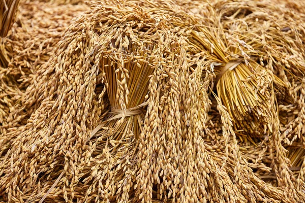 Bundles of dried rice collected on the field